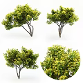 Arbor With Lush Green Yellow Leaves And Dense Vibrant Foliage