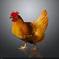 Vibrant Rooster with Red Comb and Orange Yellow Feathers Standing on Gray Background