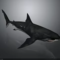 Detailed Shark With Open Mouth Sharp Teeth And Dorsal Fin On Dark Surface
