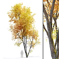 Tall Autumn Arbor Featuring Yellow Orange Leaves And Thick Textured Trunk
