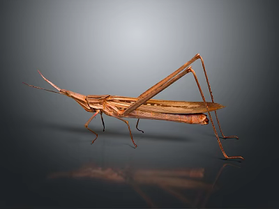 Detailed Brown Grasshopper Isolated on Gray Gradient Background with Reflection 3d model