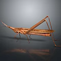 Detailed Brown Grasshopper Isolated on Gray Gradient Background with Reflection
