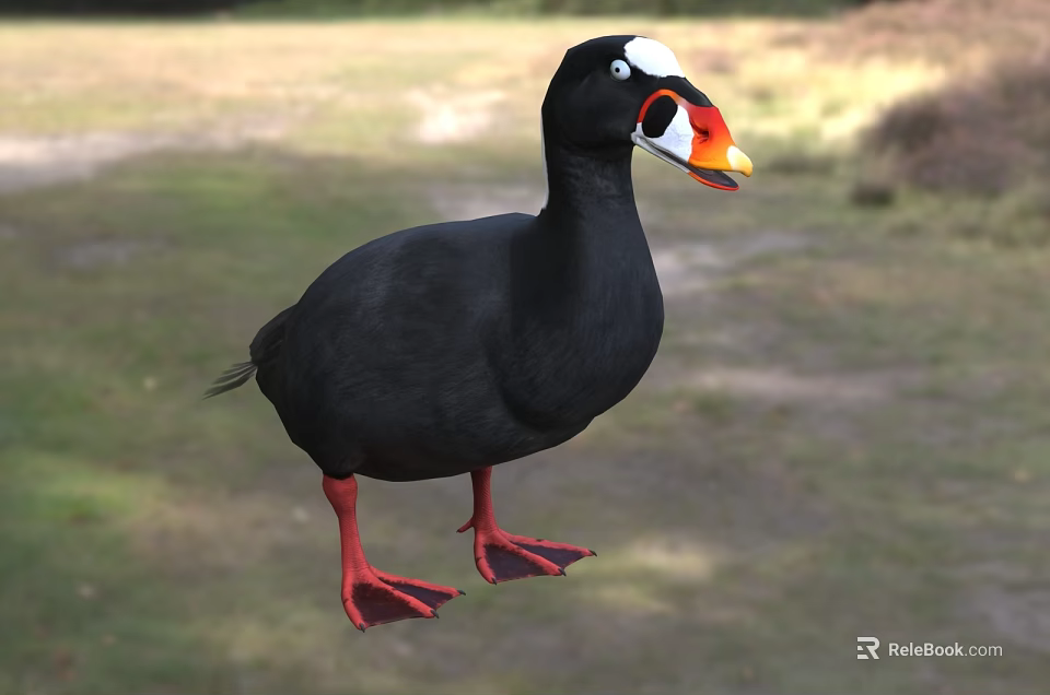Flying Animal With Black Feathers Red Feet White Head Patch And Orange Beak On Ground 3d model 