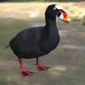 Flying Animal With Black Feathers Red Feet White Head Patch And Orange Beak On Ground