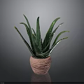 Aloe Vera Plant With Green Leaves And Yellow Edges In Pink Ribbed Pot Indoor Decor
