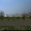 Tall Green Grass Plants Growing In Outdoor Natural Setting With Earthy Ground And Sky