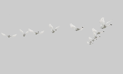 Modern Birds Flying Birds 3d model