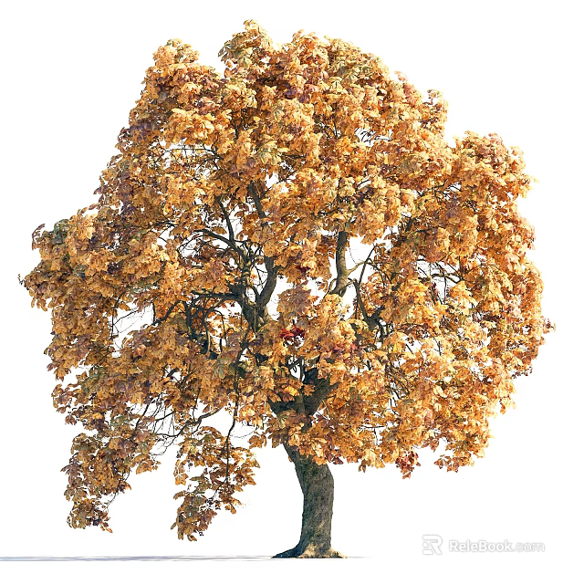 Tall Deciduous Arbor With Golden Yellow Autumn Leaves And Thick Trunk Branches 3d model 