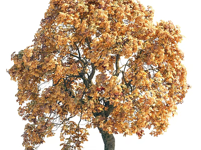Tall Deciduous Arbor With Golden Yellow Autumn Leaves And Thick Trunk Branches 3d model
