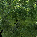Tall Arbor Trees With Lush Green Foliage And Sturdy Trunks In Natural Arrangement
