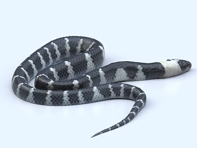 Black and White Coiled Snake Reptile With Distinctive Pattern And Smooth Scales 3d model