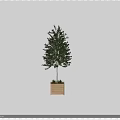 Green Leafy Tree in Wooden Planter Against Black Background with White Light and Floor Reflection