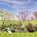 Beautiful Flowering Arbor Landscape With Pink Purple Red Blooms And Green Grassland Under Blue Sky