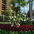 Lush Tropical Garden Landscape With Palm Trees White Flowers And Red Bushes By Modern Buildings