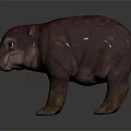Realistic Baby Hippopotamus With Smooth Brown Skin Standing On Black Reflective Surface