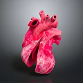Human Heart Anatomical Model With Detailed Vascular Structures And Pink Texture
