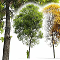 Modern Landscape Trees Road Trees Street Trees Ash Trees Oak Trees Big Trees 3d model