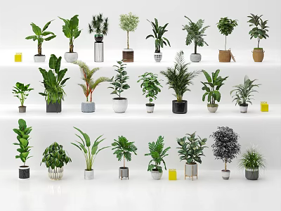 Various Types And Sizes Of Potted Plants On Shelves With White Background And Different Pots 3d model