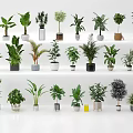 Various Types And Sizes Of Potted Plants On Shelves With White Background And Different Pots