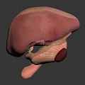 3D Rendered Human Liver Model For Medical Education And Anatomical Study
