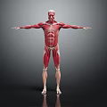 Medical Device 3D Human Muscle Structure Visualization Model for Anatomy Teaching Tool