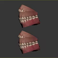 Anatomical Head Organ Models Displaying Teeth Gums And Tongue From Various Angles