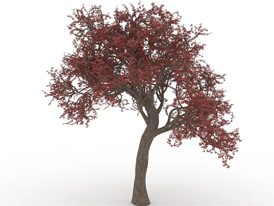 Stunning Red Leaf Tree With Brown Trunk And Lush Foliage 3d model