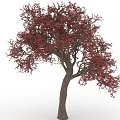 Stunning Red Leaf Tree With Brown Trunk And Lush Foliage 3d model