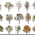 Diverse Tree Collection With Various Colored Foliage And Different Growth Forms 3d model