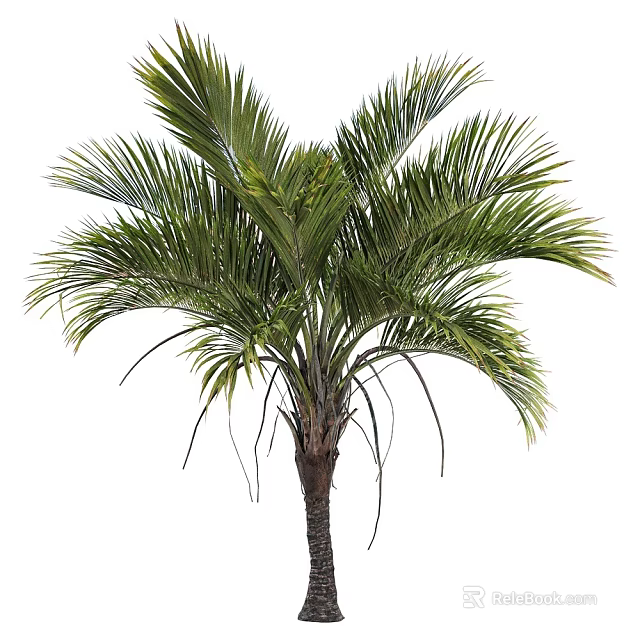 Lush Green Palm Tree With Long Feathery Fronds And Thick Trunk In Tropical Garden 3d model 