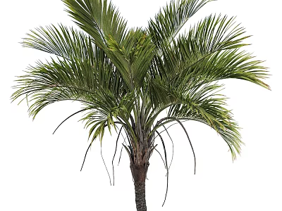 Lush Green Palm Tree With Long Feathery Fronds And Thick Trunk In Tropical Garden 3d model