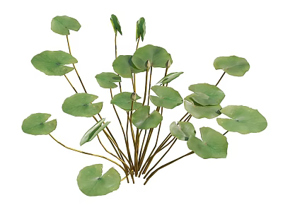 Vibrant Aquatic Plants With Round Green Leaves And Long Slender Stems 3d model