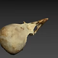 Detailed Close Up View Of Avian Skull With Natural Bone Structure