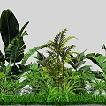 Lush Tropical Plant Combination With Large Leaves Ferns And Green Foliage
