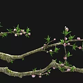 Beautiful Arbor Branches With Pink Blossoms Green Leaves And Natural Texture