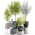 Diverse Bonsai Potted Plants With Green Gray Leaves In Black Gray Pots For Home Decor