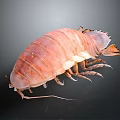 Giant Isopod Marine Animal With Pink Segmented Body Long Antennae And Multiple Legs