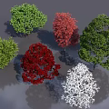 Colorful Arbor Trees with Green Red and White Foliage in Diverse Natural Shapes