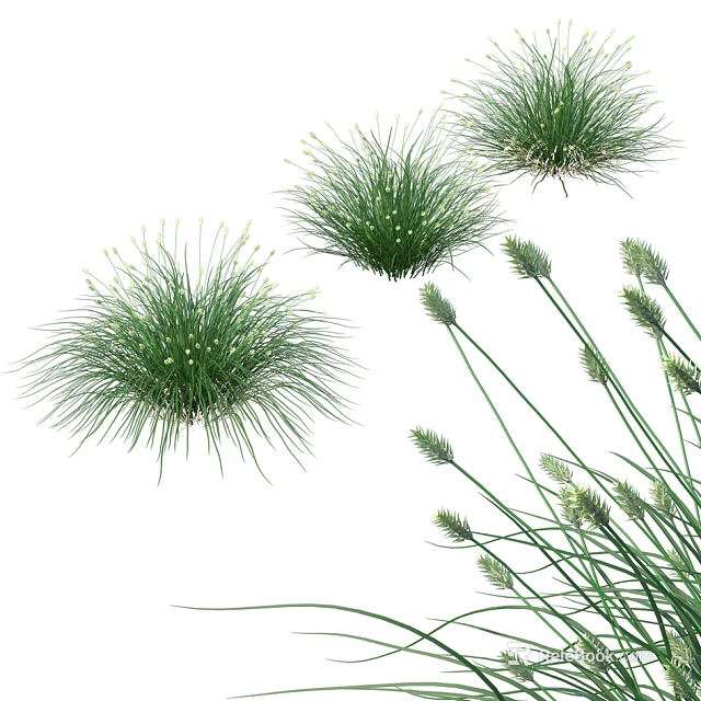 Green Herbaceous Plants With Tufted Leaves And Spiky Seed Heads In Natural Garden Setting 3d model 