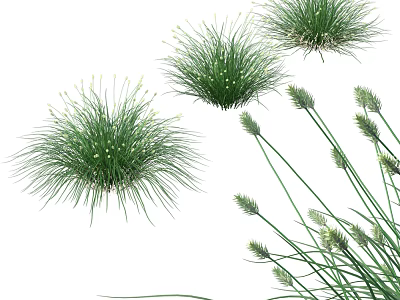 Green Herbaceous Plants With Tufted Leaves And Spiky Seed Heads In Natural Garden Setting 3d model