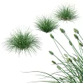 Green Herbaceous Plants With Tufted Leaves And Spiky Seed Heads In Natural Garden Setting
