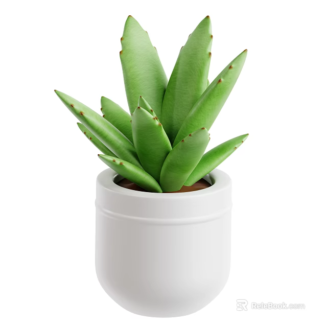 Aloe Vera Plant With Thick Green Leaves In White Ceramic Pot 3d model 