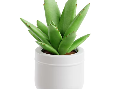 Aloe Vera Plant With Thick Green Leaves In White Ceramic Pot 3d model