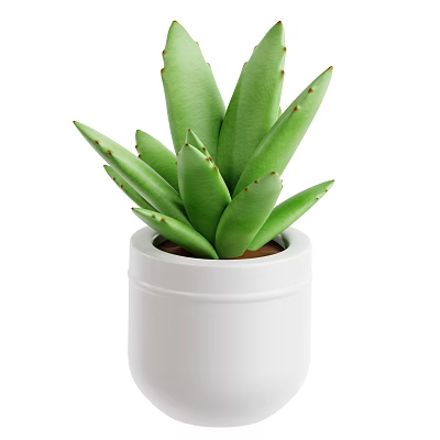 Aloe Vera Plant With Thick Green Leaves In White Ceramic Pot 3d model