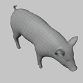 Realistic Standing Pink Pig With Ears Snout And Dark Background Shadow