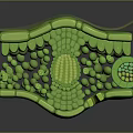 Cartoon Scene Of Green Cell Structure With 3D Organelles And Layered Design