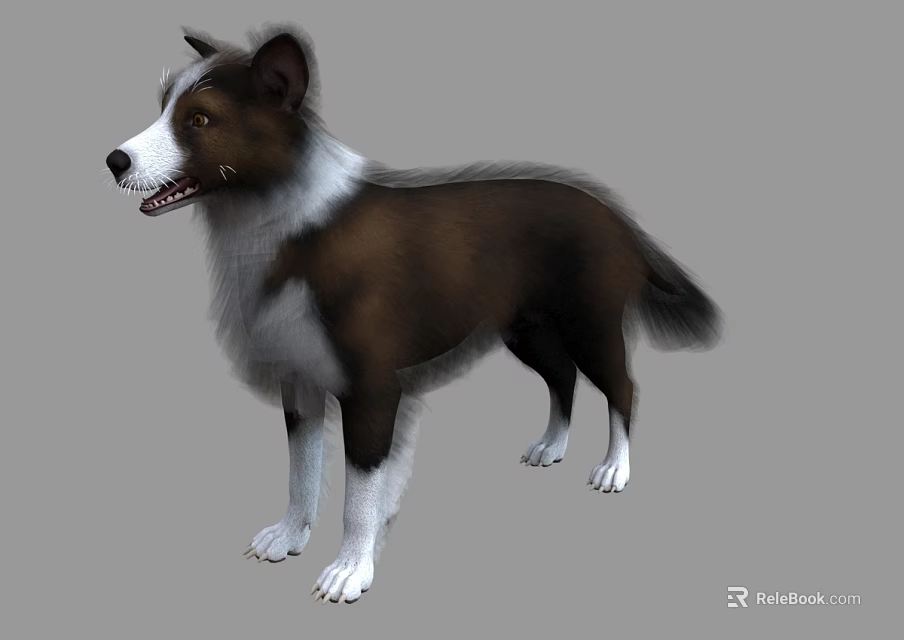 Brown And White Border Collie Standing With Realistic Fur And Gray Background 3d model 