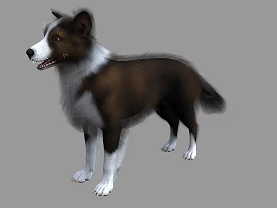 Brown And White Border Collie Standing With Realistic Fur And Gray Background 3d model