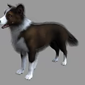 Brown And White Border Collie Standing With Realistic Fur And Gray Background