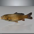 Orange Fish With Shiny Scales And Clear Reflection On Gray Background 3d model